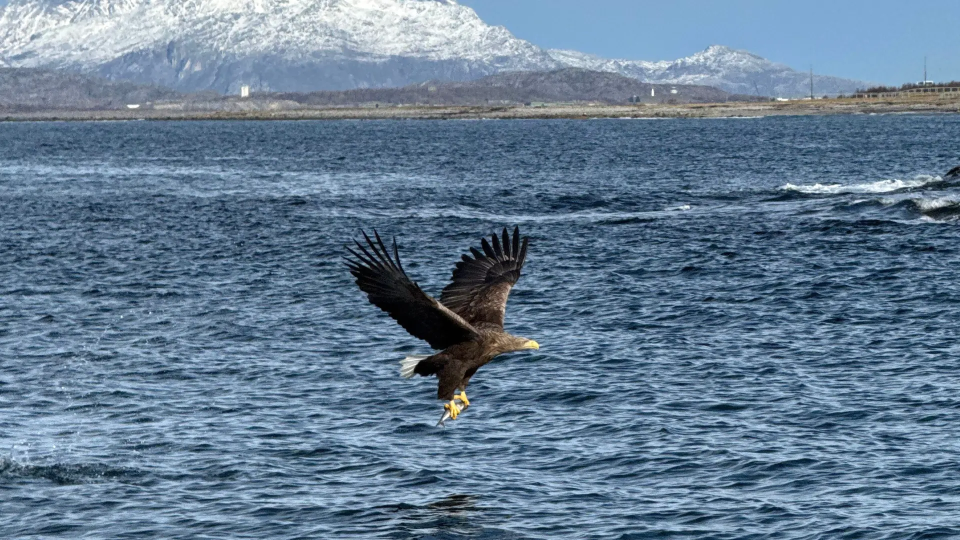 The king of the coast
