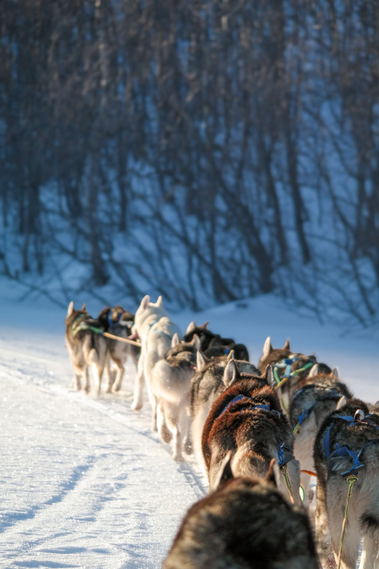 Slitta trainata dai cani 2