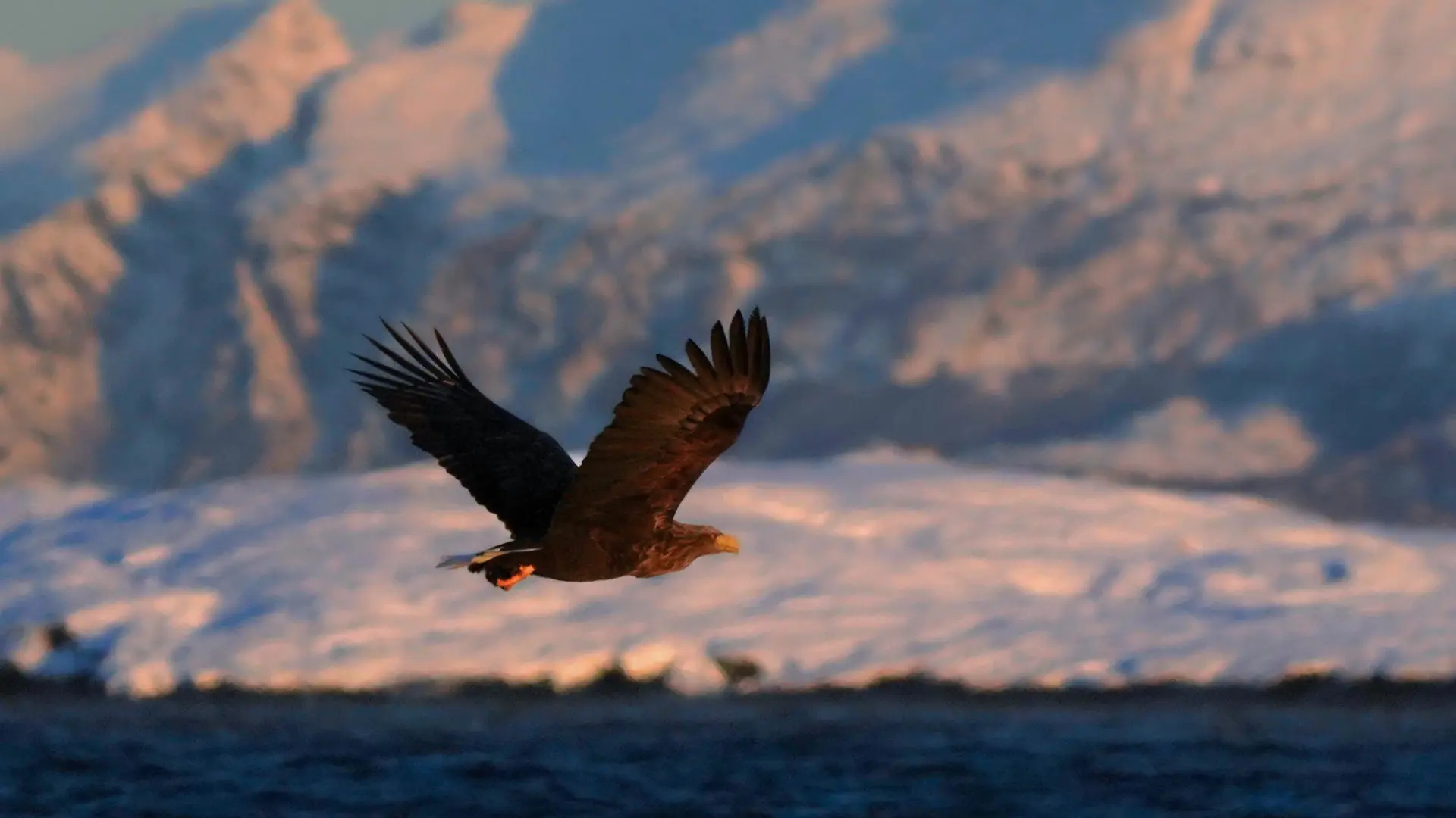 Arctic Sea Eagle Safari by RIB 4