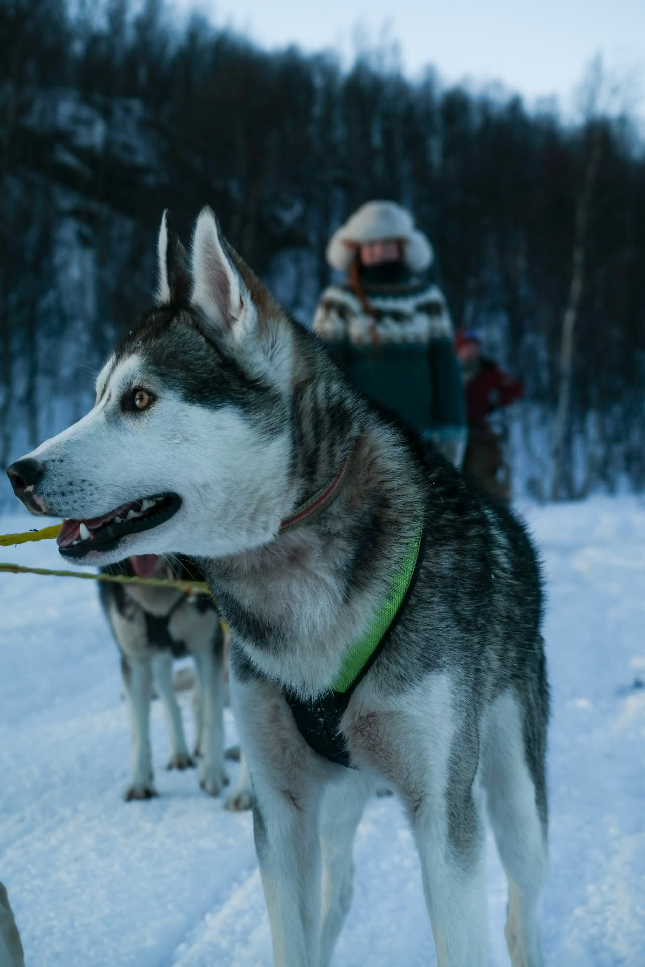 Slitta trainata dai cani 4